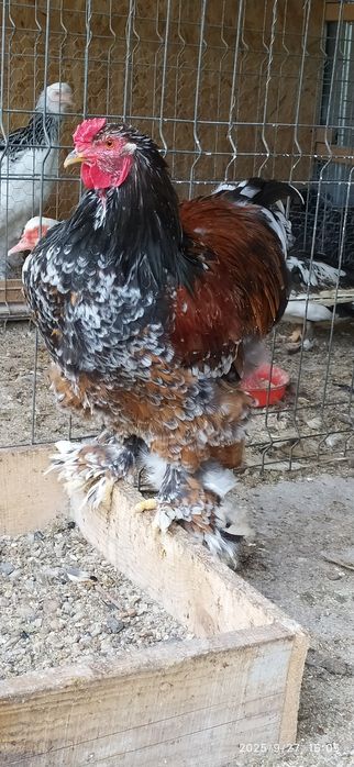 Vând cocoș Brahma Portelan