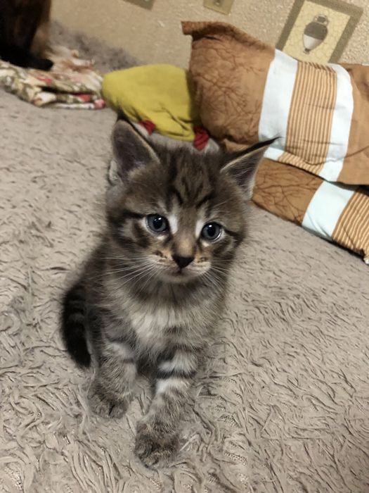 Продам котят майкуна(смесь сеамец)