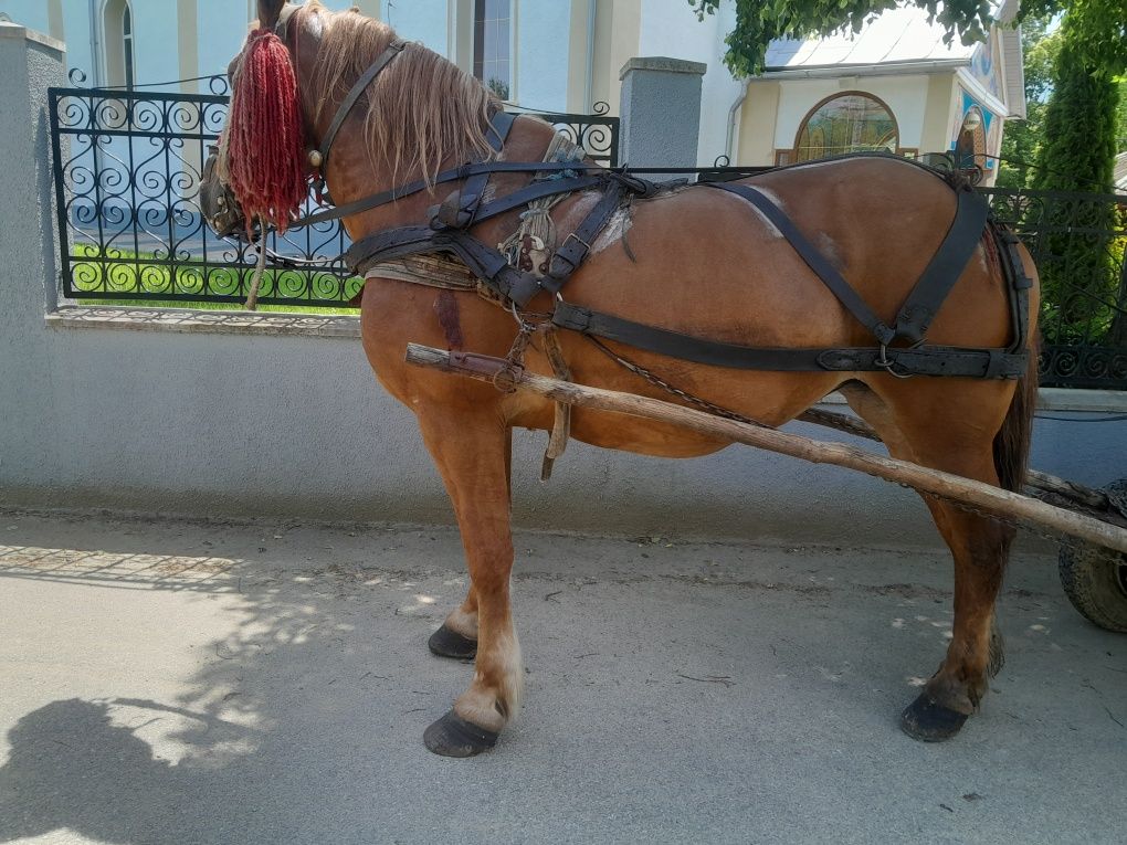 Vând iapa garantată la ori ce