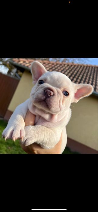 Bulldog francez platinum