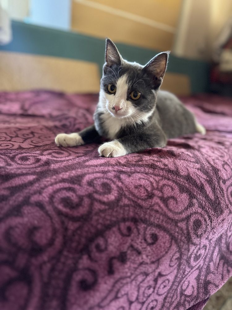 Котенок 4 месяцев