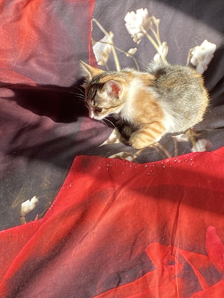 Отдам котят. Даром.
