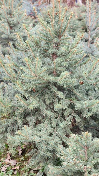 Голубая ель арча с приятным ароматом хвои, ел шикарная