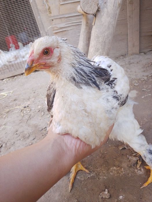 Brama joʻjalari sotiladi