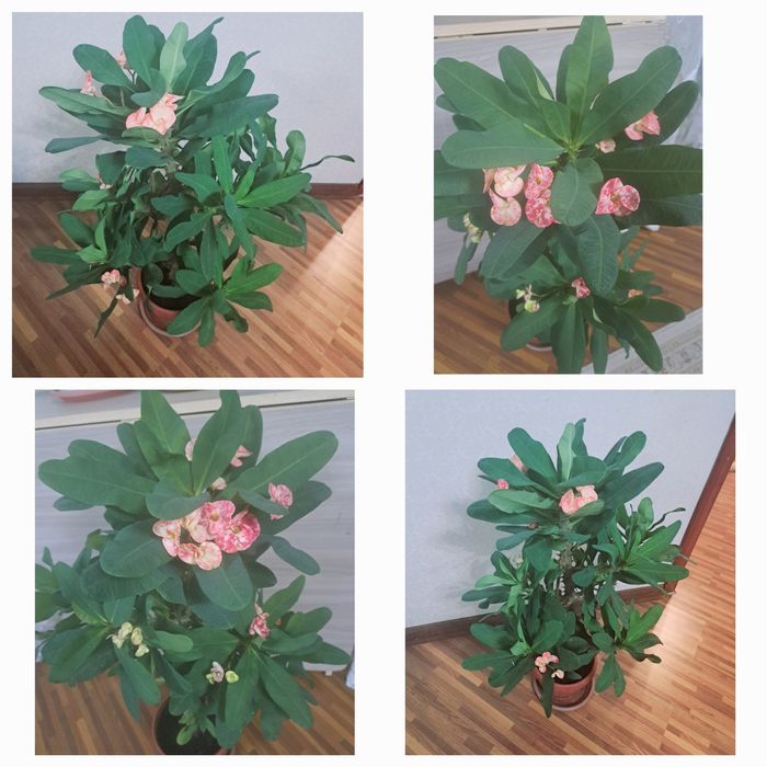 Цветы комнатные разные