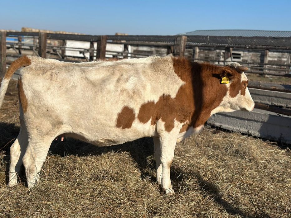 Продам коров 2 голов.