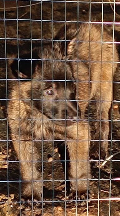 Женско кутре малиноа