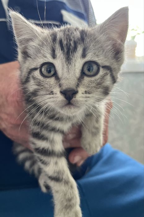 Отдам котят в добрые руки