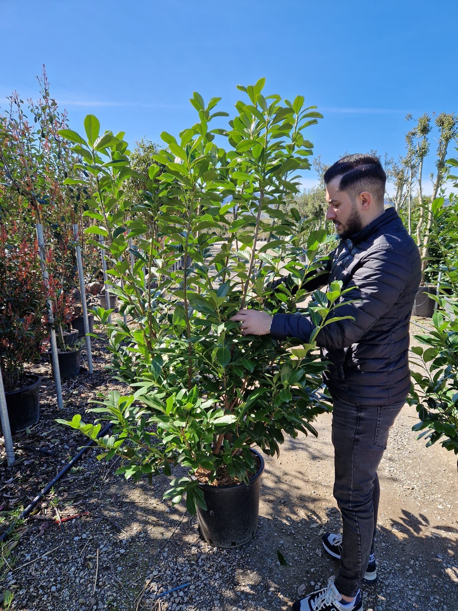 Prunus laurocerasus tufa ideal pentru a forma un gard viu