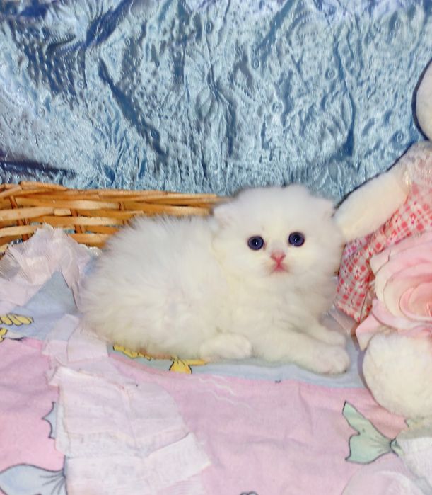 Продается шикарный белоснежный котенок мальчик