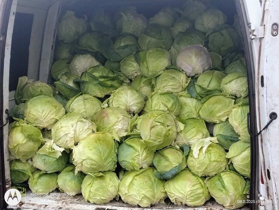 Продавам зеле кьосе