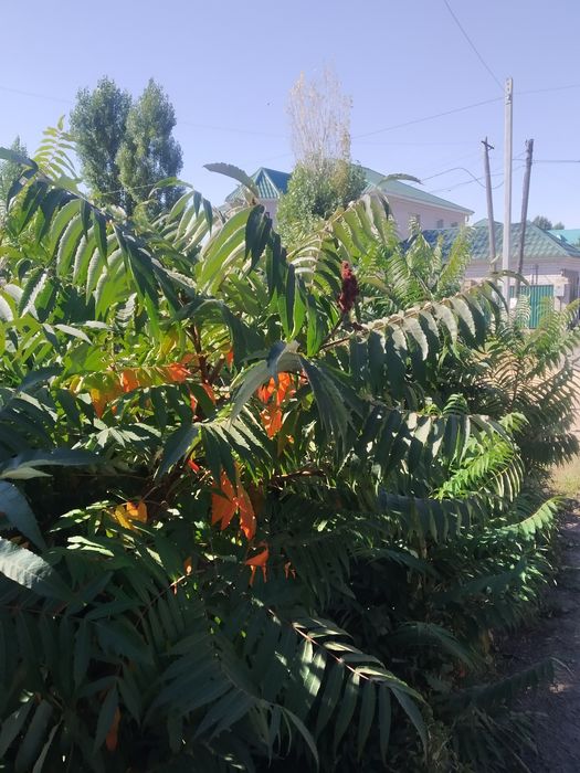 Сумах Уксусное дерево