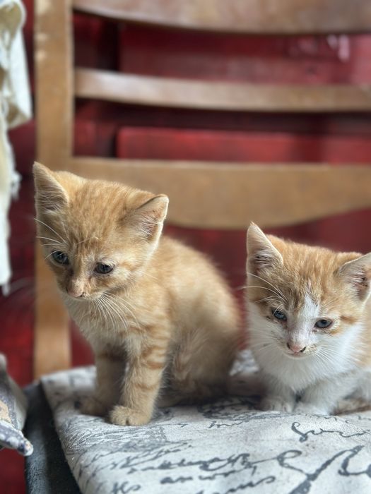 Котенца, оранжеви