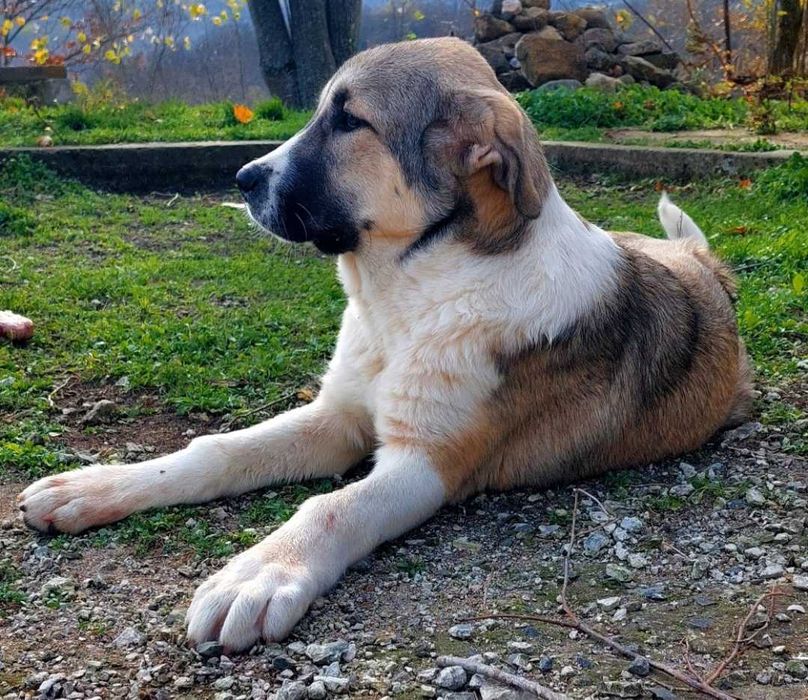 Продавам кученца порода- КАНГАЛ