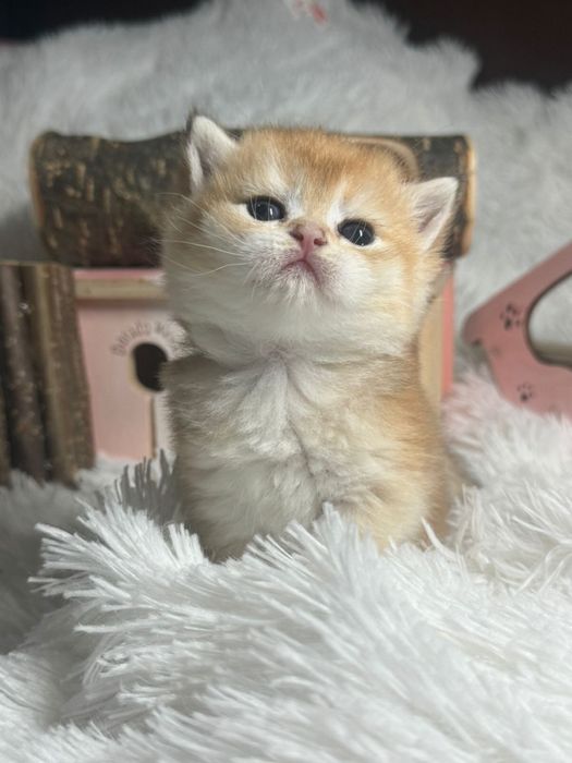 Шиншилловые карвпузики британцы