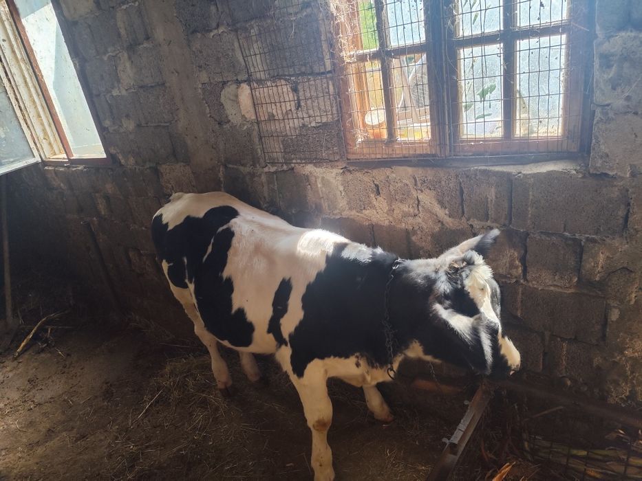 Vând vițea varta 5 luni