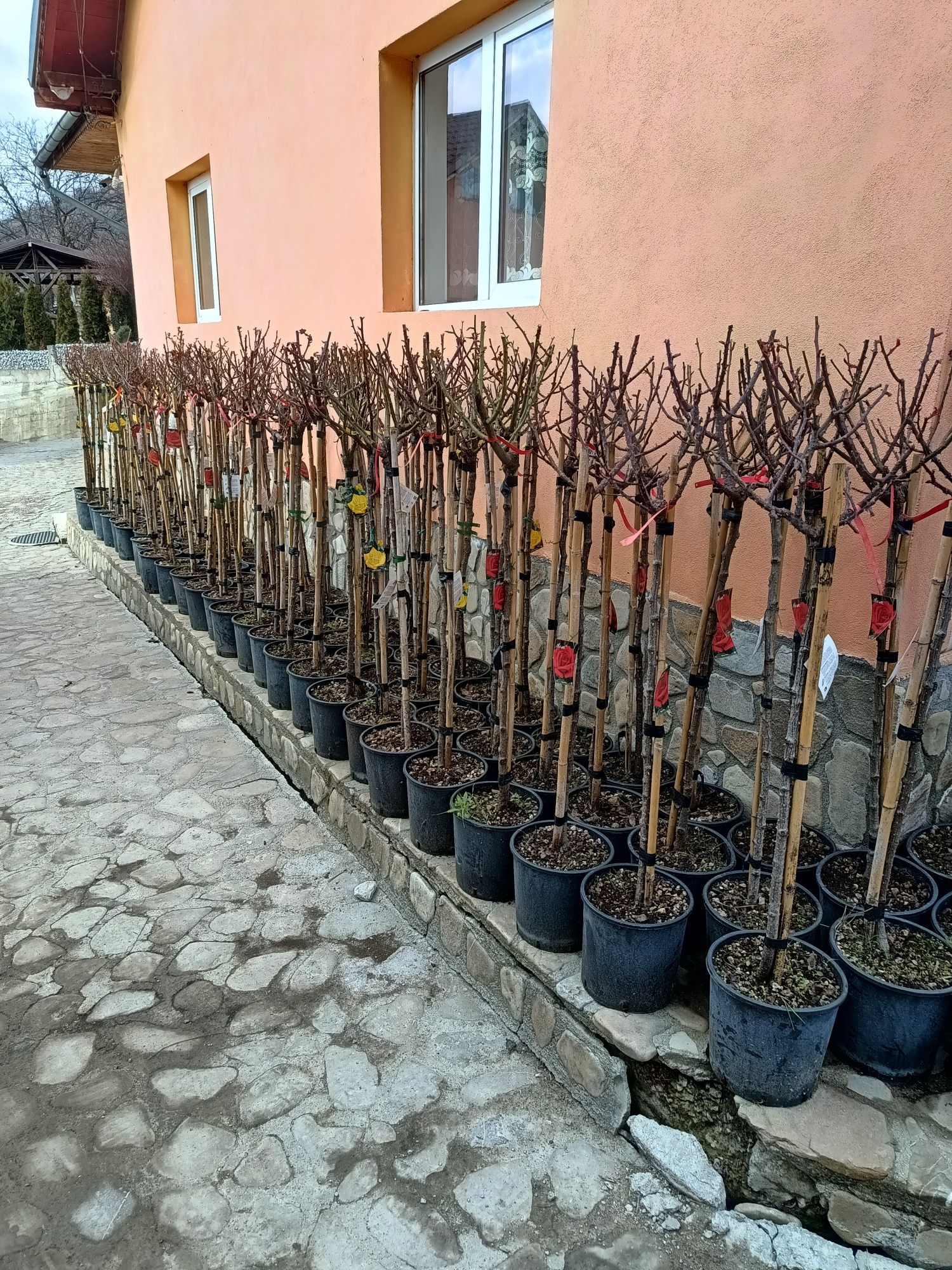 Vând leylandi spirale pon pon mesteacăn