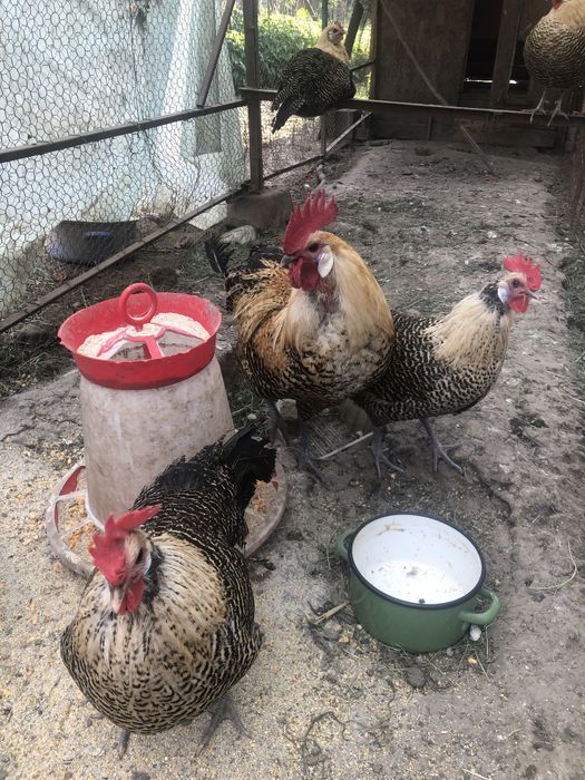 Vand cocosi din rasele: brakel,wiandotte, la bresse