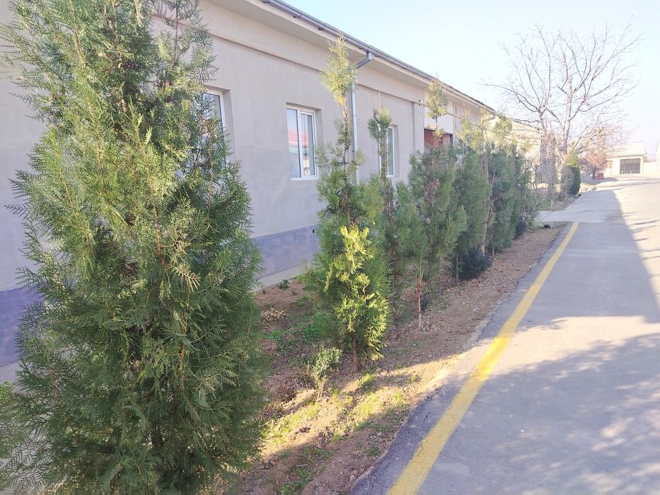 Archa kocha sotiladi