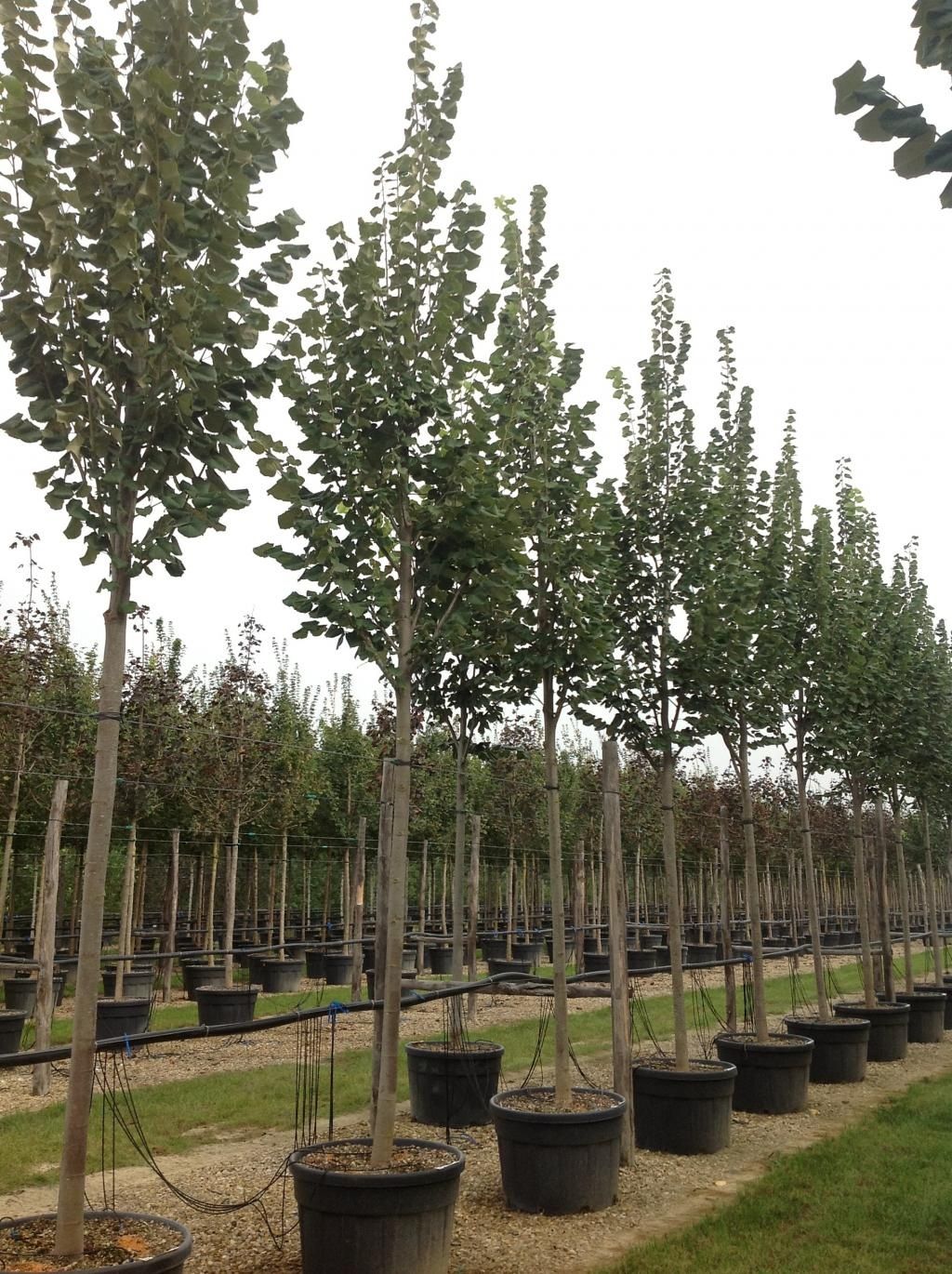 Tei argintiu mirositor ( tilia tomentosa, cordata ) bun si pentru ceai