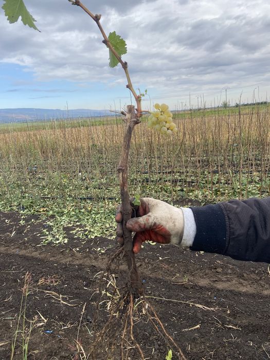 Butasi vita de vie direct pe rod