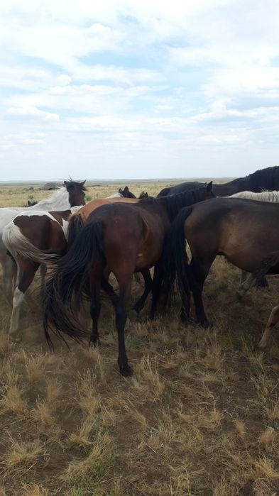 Продам лошадь Байтал