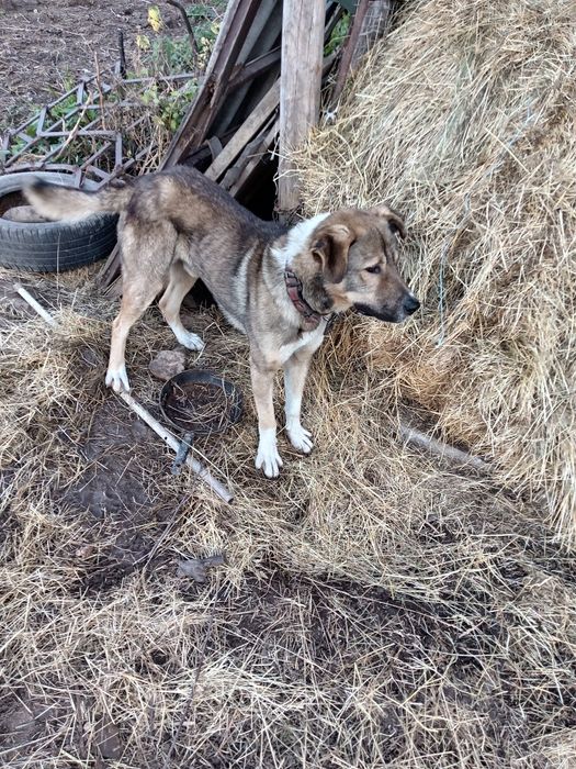 Metiș ciobanesc pentru adopție