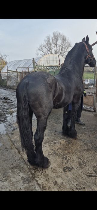 Armasar friesian