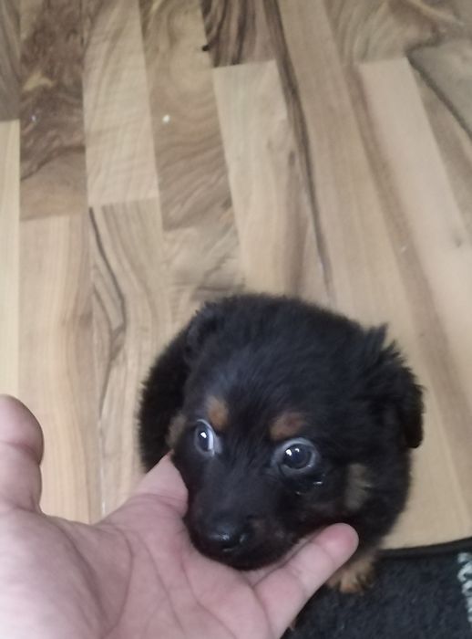 Donez catel talie mica