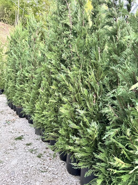 Plante ornamentale