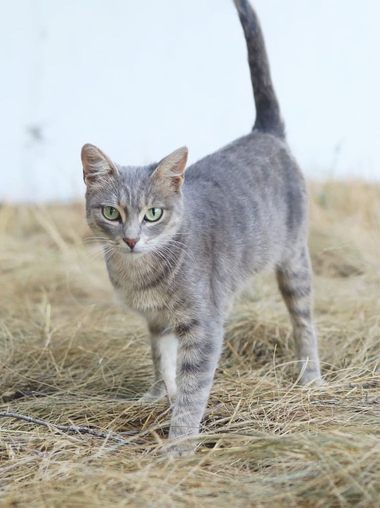 Кошка в добрые руки