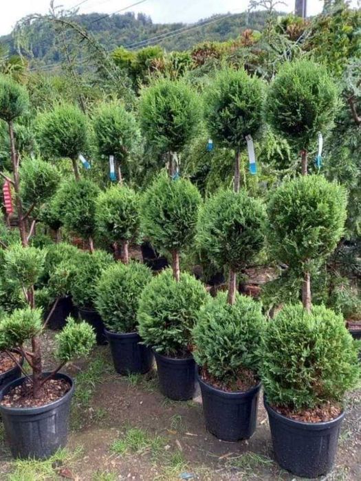 Enupar tija tuia smarald lelandy braband spirale pon pon