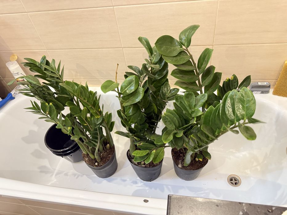 Замиокулькасы 80 сантиметров (грунт с удобрениями)