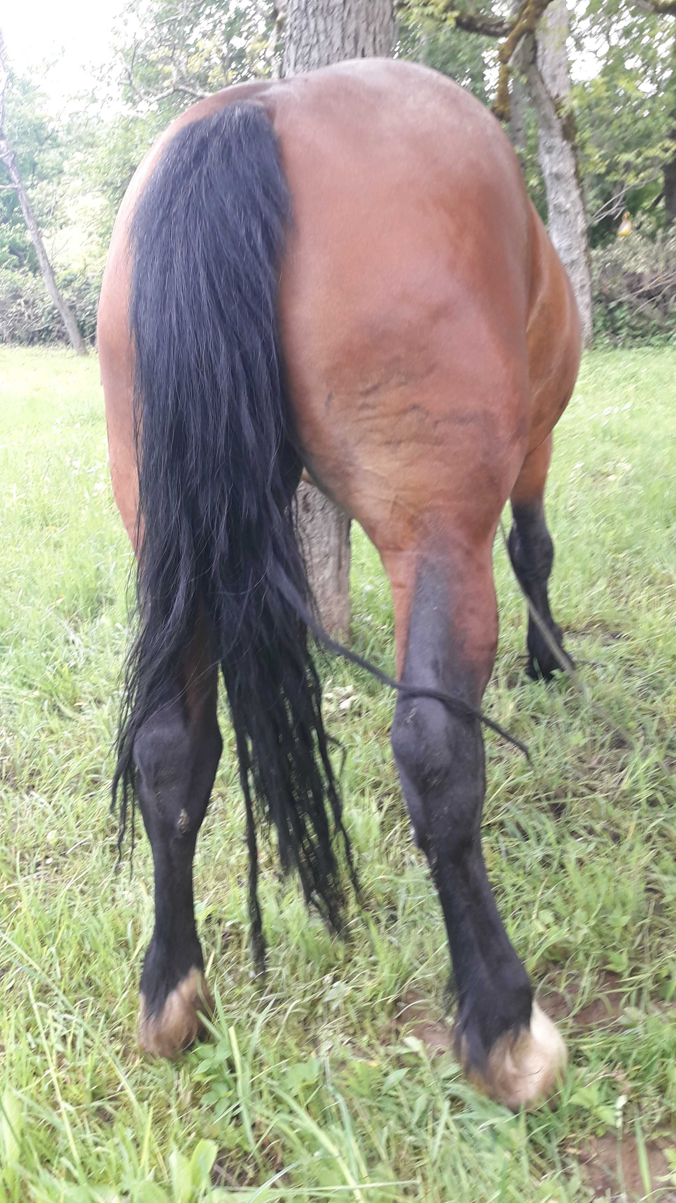 Vând iapă semi-grea