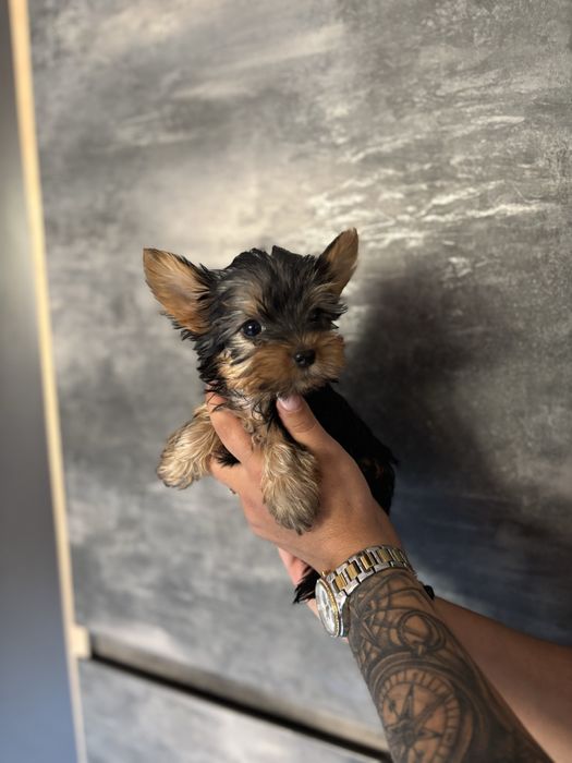 Йоркширски териери