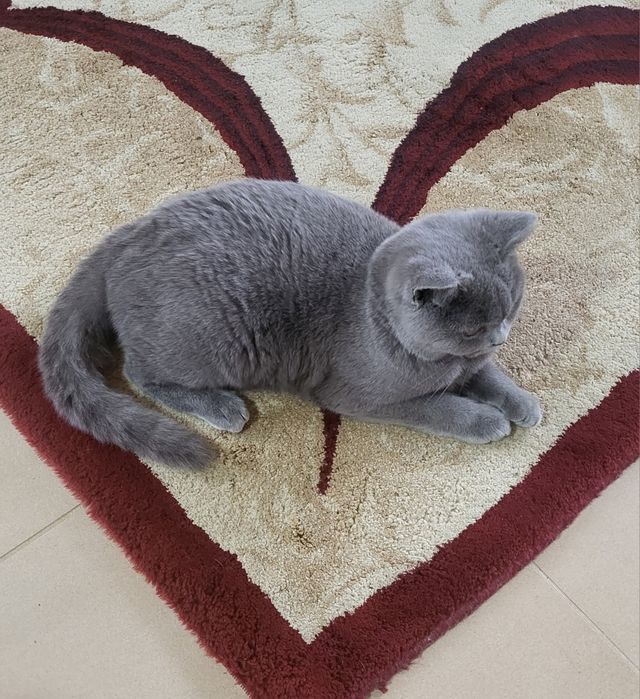 British shorthair