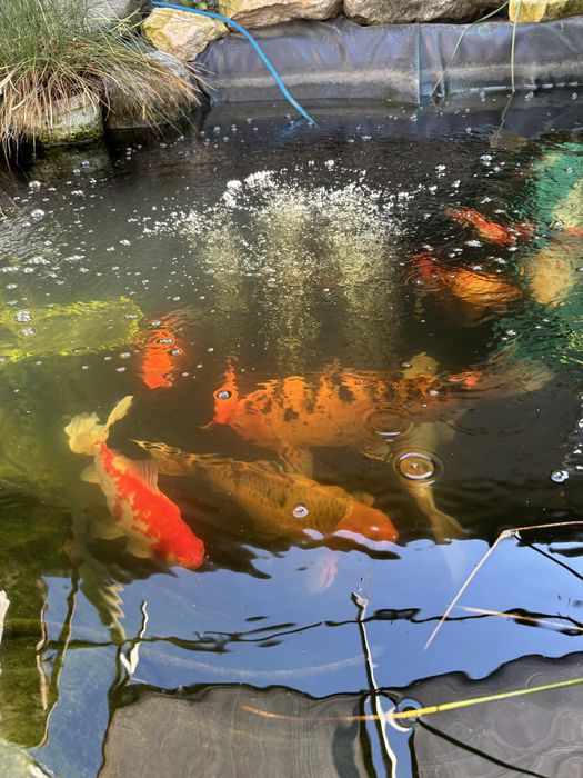 Crapi Coi de vanzare