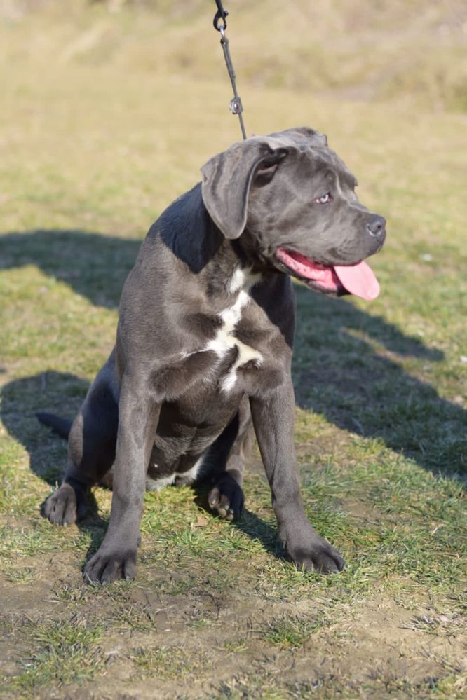 Cane Corso Italiano