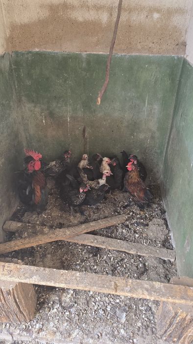 Pasari ,gaini pitice