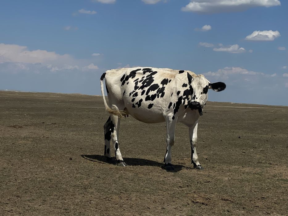 Голштейн таза сатылады