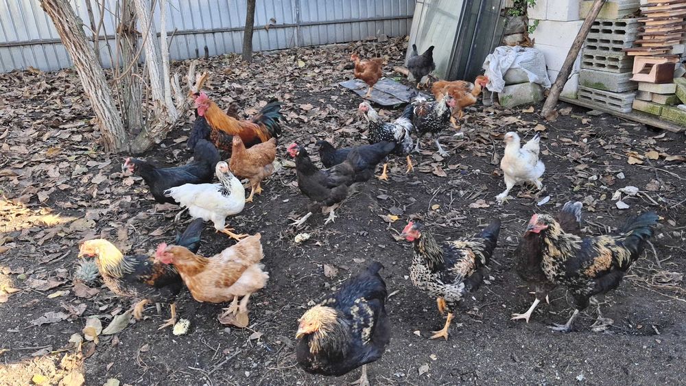 Puicute si cocosi tineri, de casa