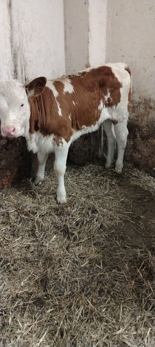 Vand doua vitele baltata romaneasca