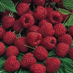 Afin Zmeur Mur butasi