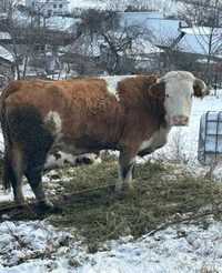 Vacă bălțată romanescă