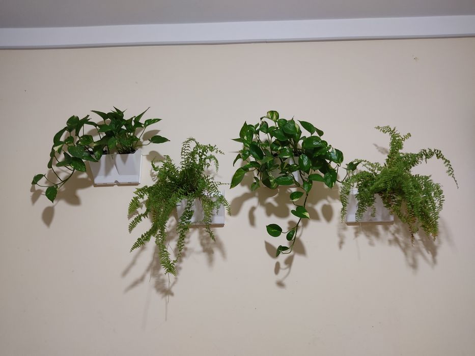 Эпипре́мнум золотистый очиститель воздуха