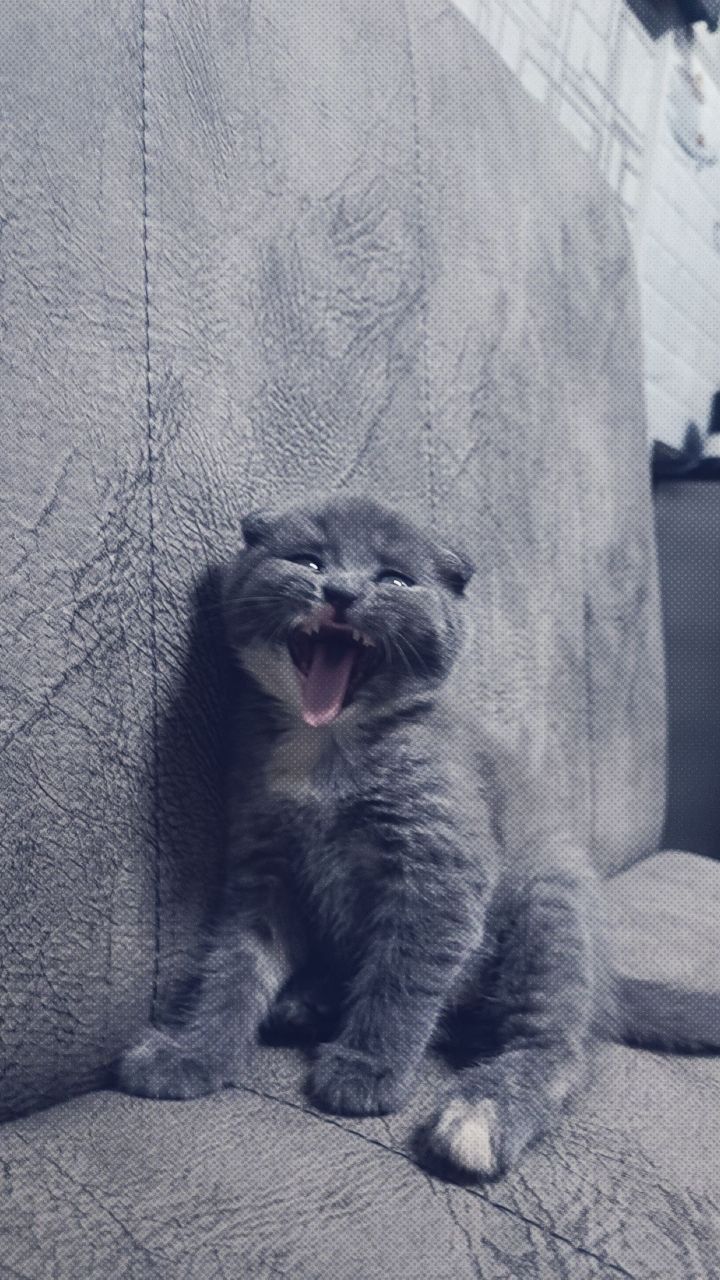 Зотдор мушукча. 2 ойлик. Киз бола
