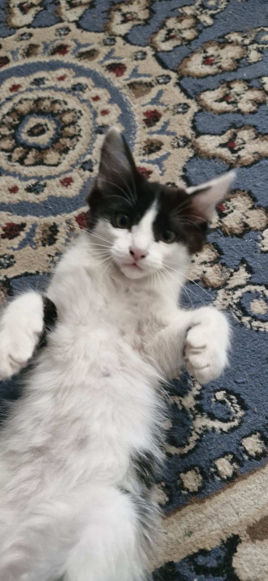 Отдам котят в добрые руки