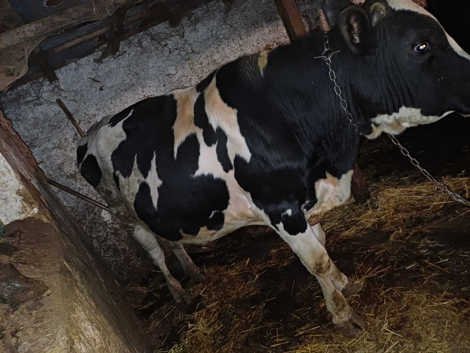 Продавам месодайни телета