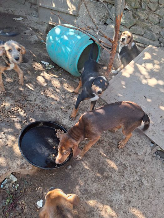 Подарявам кучета