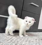 Scottish Fold cu acte Pedigree, motănel 2 luni